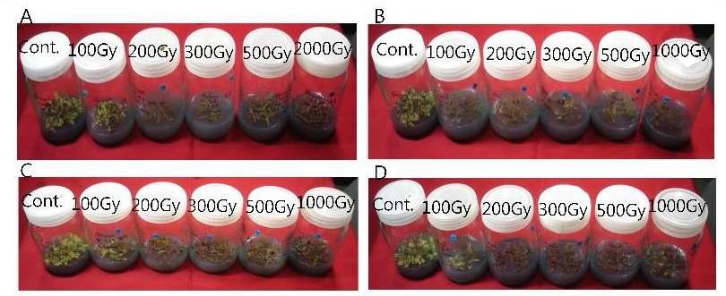 Profiles of electron beam (10MeV/n, 0.05mA) irradiated orchid d organs.