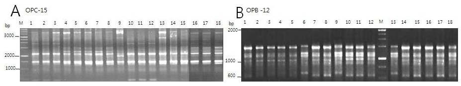 RAPD (A) and ISSR (B) electrophoresis profiles of electron beam (2MeV/n, 0.5mA) irradiated Cymbidium Spp.