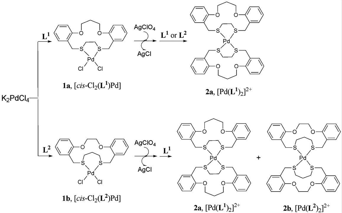 팔라듐(II) 샌드위치 착물의 합성 과정.