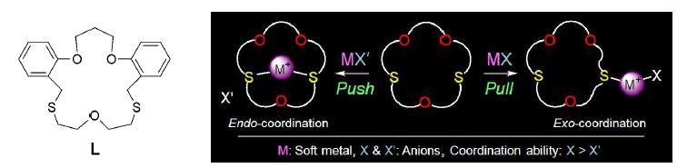 음이온에 의해 조절된 엔도 및 엑소 배위형 착물의 형성.