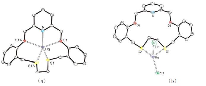 L과 Hg(II)의 (a) 엔도형 1:1 착물 및 (b) 엑소형 1:1 착물의 결정구조.