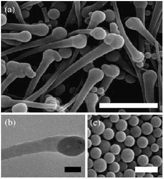 콩나물 형태의 모폴로지의 SEM(a)과 TEM(b) 사진. (c)는 40배 진 한 농도로 합성한 구형 모폴로지의 SEM 사진.
