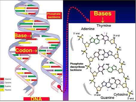 방사선 피폭후 DNA변화