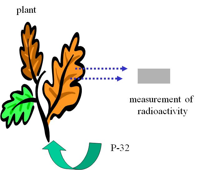Study of growing of plant using P-32