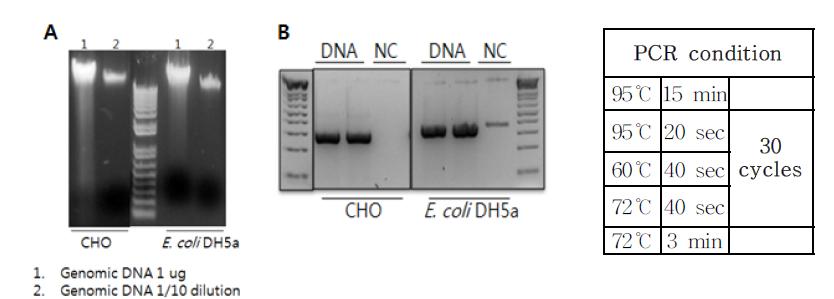 Purification of genomic DNA and preparation of probe for dot blotting. A. Agarose gel electrophoresis of genomic DNA. B. PCR amplification of probe DNA.