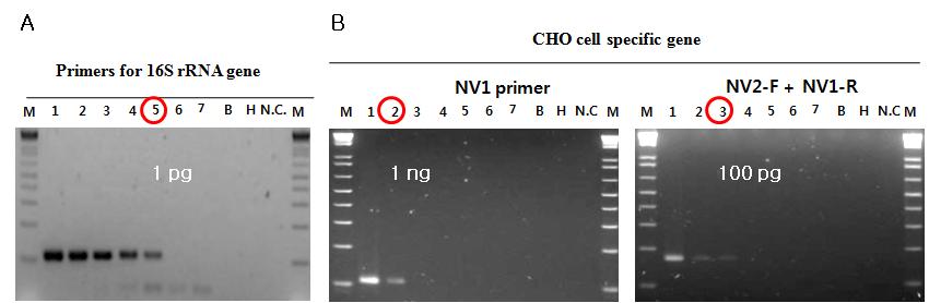 CHO cell의 PCR 조건 확립. A. 16S rRNA gene을 증폭하는 PCR 민감도 실험. B. 참고문헌에서 보고된 gene을 증폭하는 PCR 민감도 실험