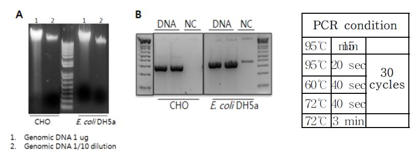 Purification of genomic DNA and preparation of probe for dot blotting.