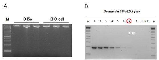 PCR 조건 확립. A. 추출, 정제된 gDNA의 아가로스 겔 전기영동 사진. B. DH5α의 16S rRNA gene을 검출하기 위해 디자인된 primers를 이용한 민감도 실험.