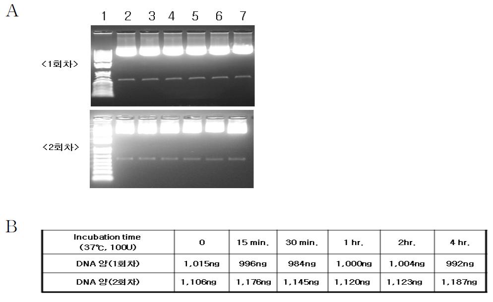 exonuclease III 처리 후 DNA 상태 확인.