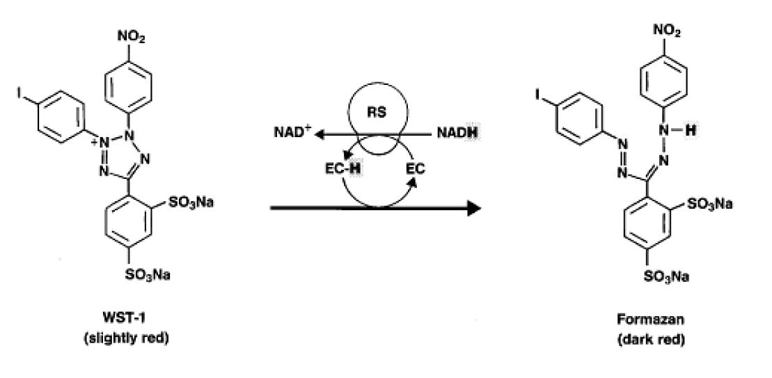 Cleavage of terazolium salt (WST-1) to formazan.