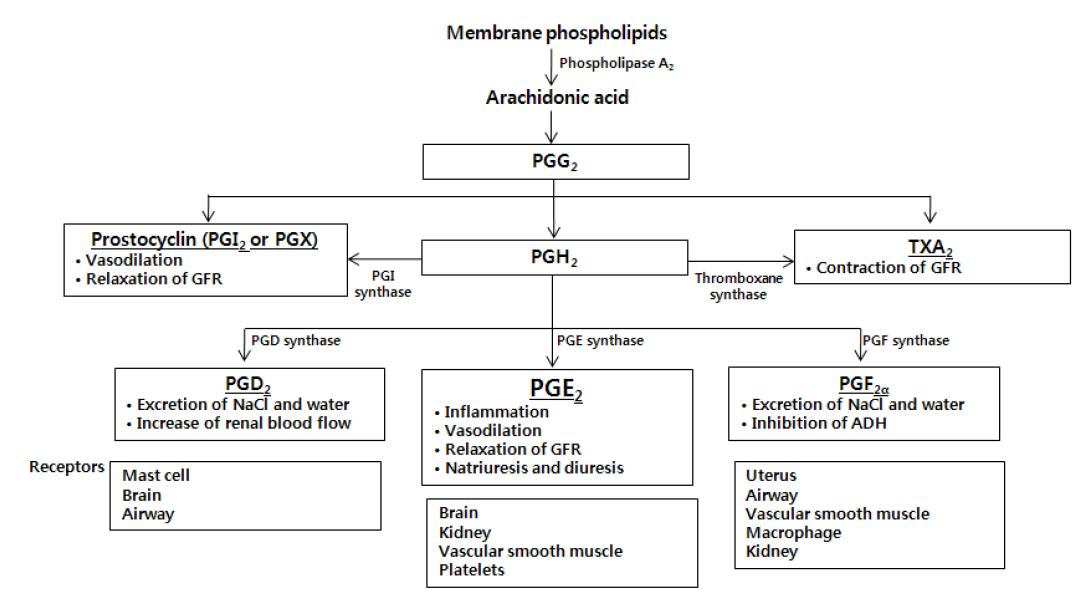 프로스타글란딘류의 대사 과정 및 염증반응과의 관계