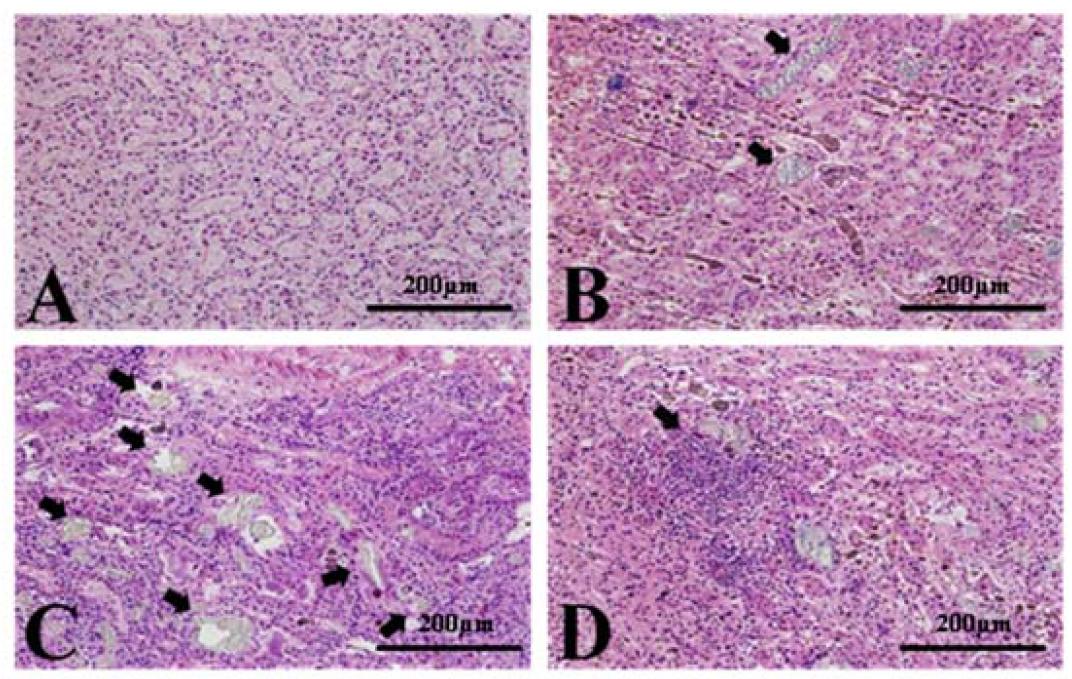 Photographs of the kidney in Sprague Dawley rats treated with the mixture of melamine and cyanuric acid (MC).