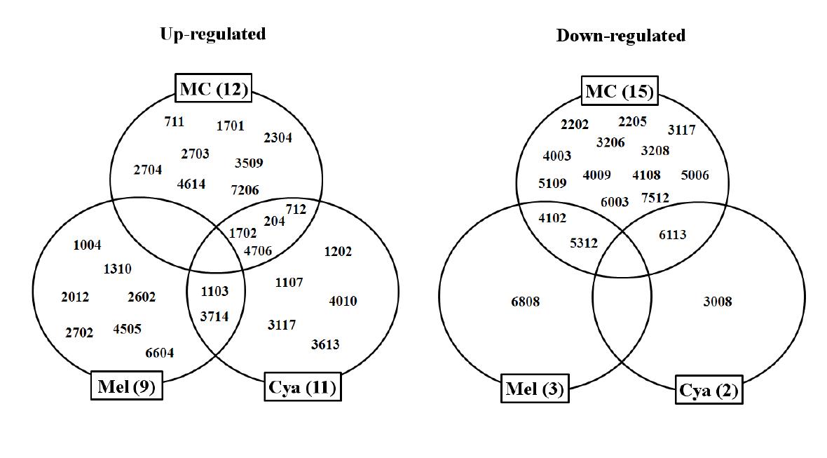 Venn diagram showing the protein spot numbers that up-regulated or down-regulated in kidneys of rats treated Mel, Cya and MC.