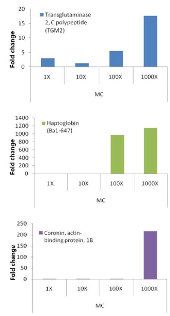 Altered protein levels of inflammation-rerated proteins in kidneys of rats treated melamine (Mel), cyanuricacid (Cya) or the mixture of melamine and cyanuricacid(MC)