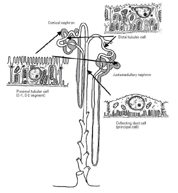 Scheme of nephron.