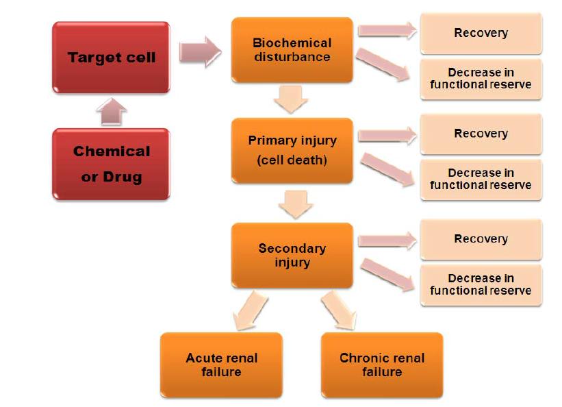 Scheme of the target-selective nature of renal injury and the subsequent cascade of degenerative changes