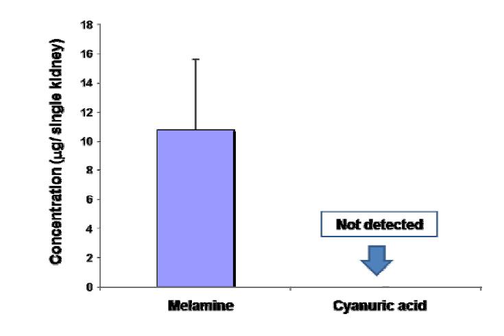 Distribution of melamine and cyanuric acid into kidney after a single oral exposure to 500mg/kg.