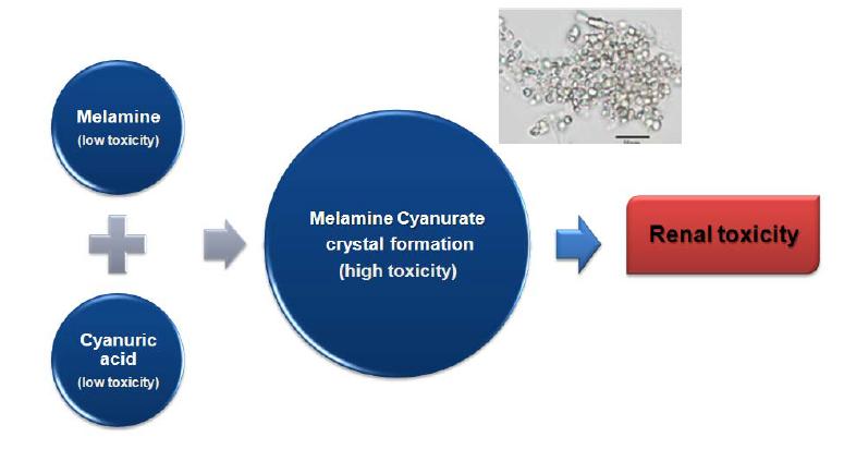 멜라민과 시아눌산 병용에 의한 신장독성 원인
