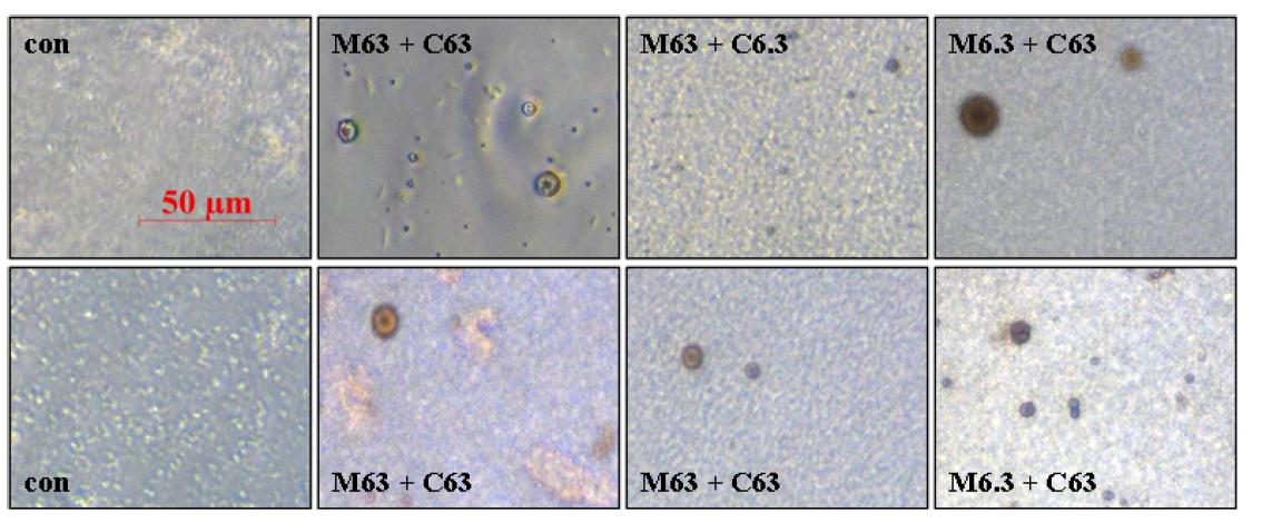 Crystal sedimentation observed in collected urine from Sprague-Dawley rats treated with melamine and cyanuric acids for 3days.