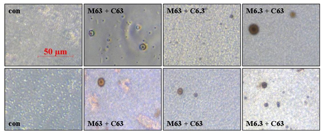 Crystal sedimentation observed in collected urine from Sprague-Dawley rats treated with melamine and cyanuric acids for 3days.