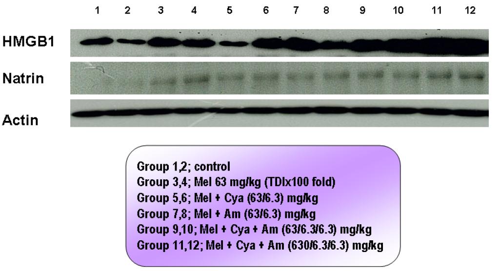 Expression levels of necrotic cell death biomarkers in the kidney after 50 days of treatment with melamine and cyanuric acid in Sprague-Dawley rats.