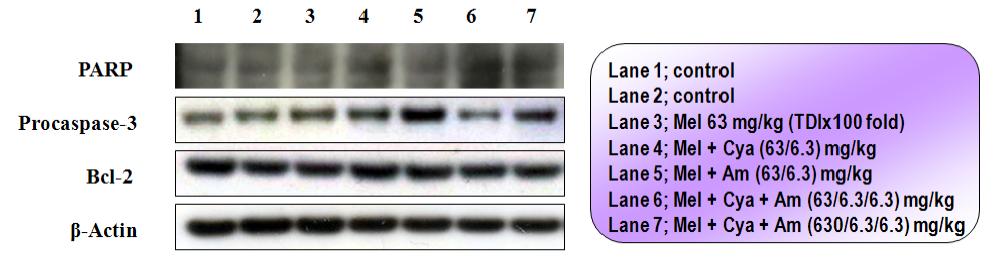 Expression levels of apoptotic cell death biomarkers in the kidney after 50 days of treatment with melamine and cyanuric acid in Sprague-Dawley rats.