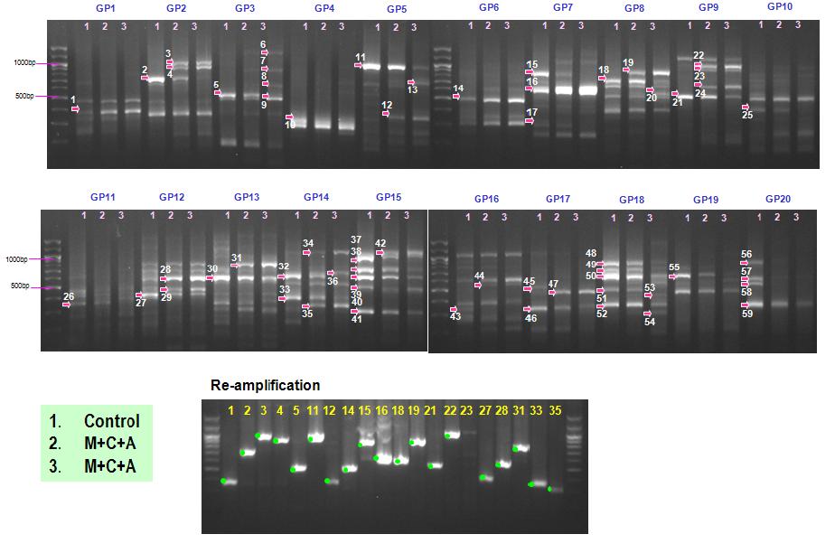 Differentially expressed genes (DEGs) profiling in the kidney of SD rats treated orally with melamine and cyanuric acid for 50 days.