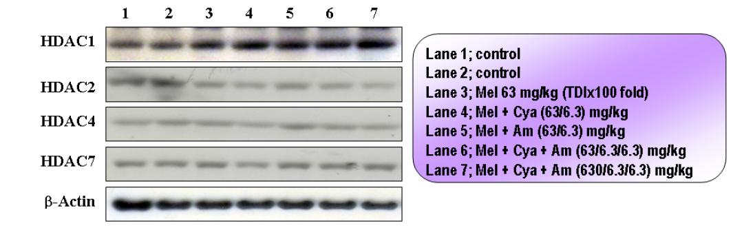 Expression levels of HDAC protein in the kidney after 50 days of treatment with melamine and cyanuric acid in Sprague-Dawley rats.