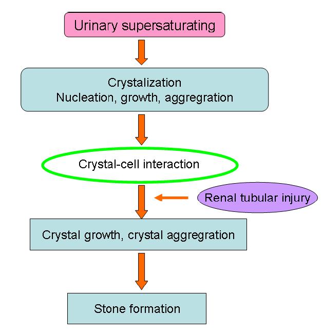 A schematic process of renal stone formation