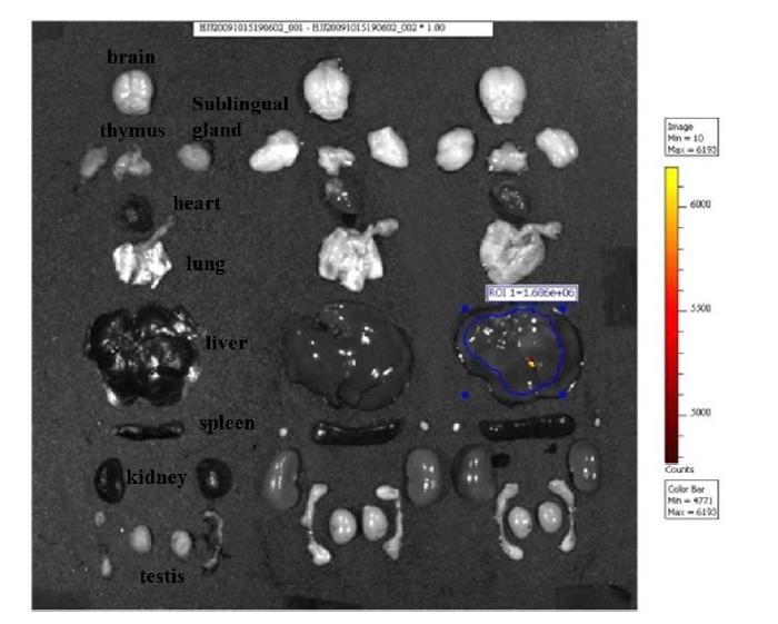Normal fluorescence image in mouse organs without Cy 5.5 labeling