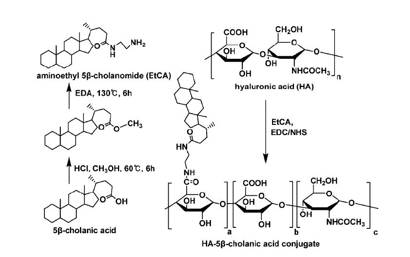 Synthesis of HA-5b-cholanic acid conjugates