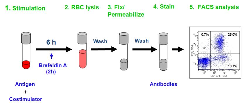 Intracellular cytokine assay procedure