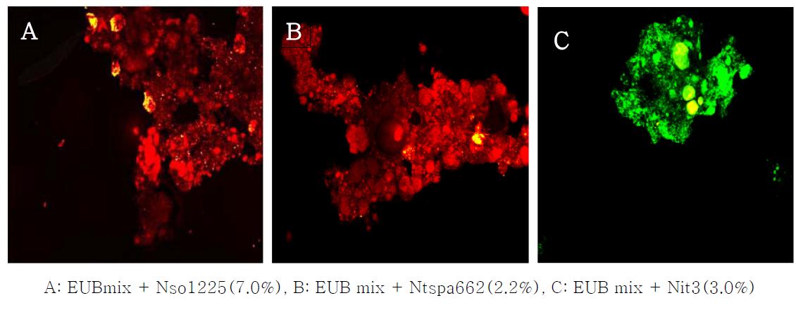 Distribution of nitrifying bacteria in SBR1 by FISH analysis