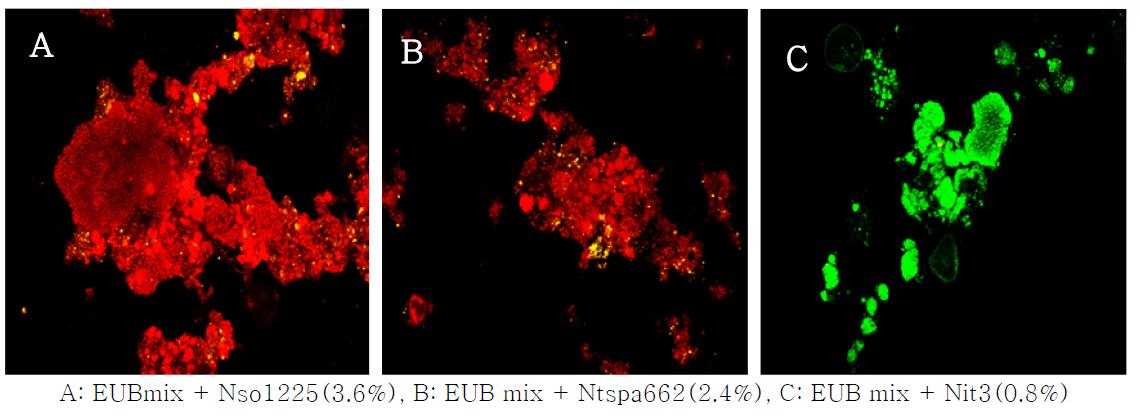 Distribution of nitrifying bacteria in SBR2 by FISH analysis