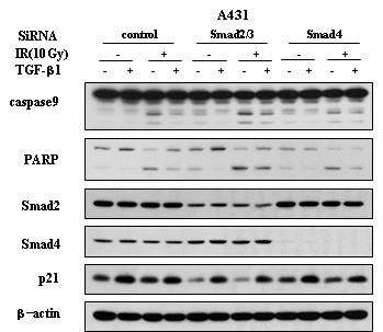 A431에서 siSmad2/3 및 siSmad4에 의한 세포 사멸 관련 단백질들의 활성화 복구