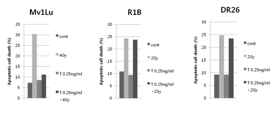 Mv1Lu, R1B, DR26 세포에서의 TGF-beta1 처리에 따른 방사선에 의한 세포사멸 비교