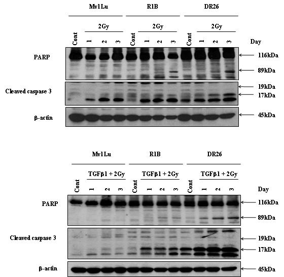 Mv1Lu, R1B, DR26 세포에서의 TGF-beta1 처리에 따른 방사선에 의한 세포사멸 관련 단백질의 활성화 비교