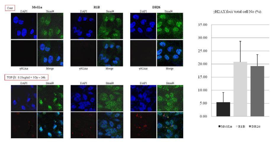 Mv1Lu, R1B, DR26 세포에서의 TGF-beta1 처리와 방사선에 의한 Foci 형성과 Smad4의 분포 관찰