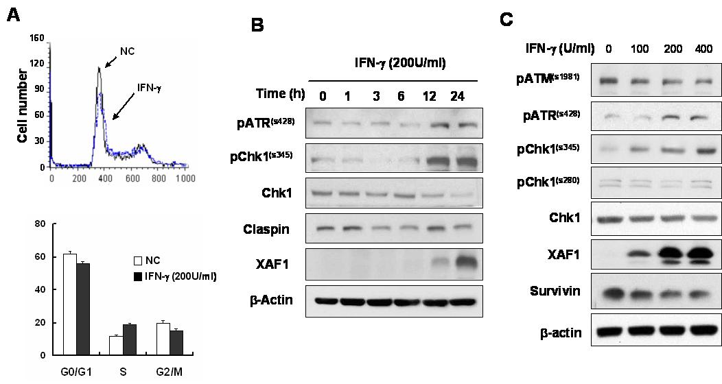 Interferon-gamma의 ATR를 통한 Chk1의 활성화
