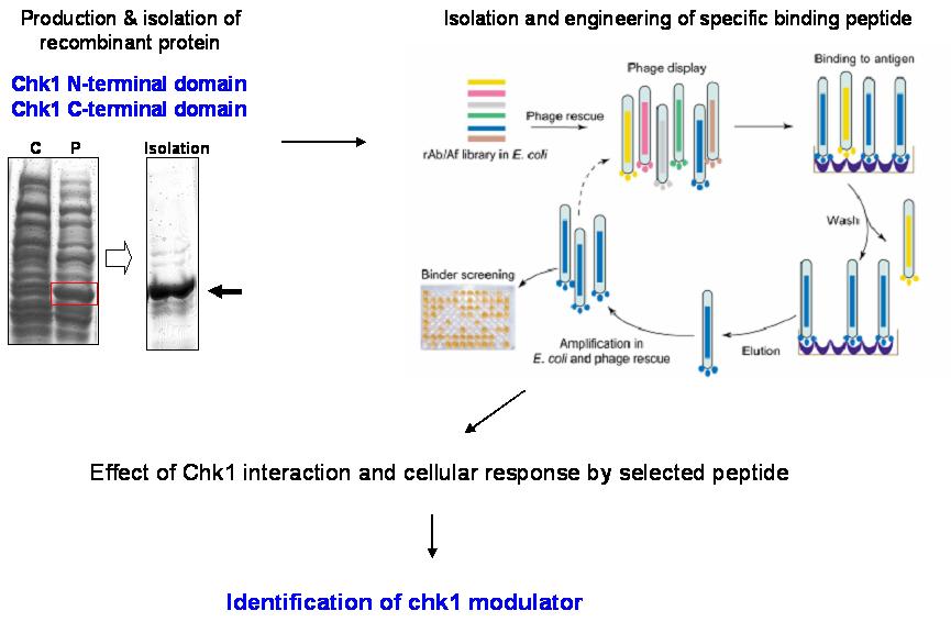 Chk1 재조합 단백질의 분리 및 정제, 이를 이용한 phage display