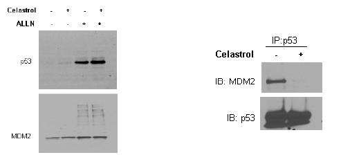 celastrol 처리에 의한 세포 사멸 인자 p53 의 활성