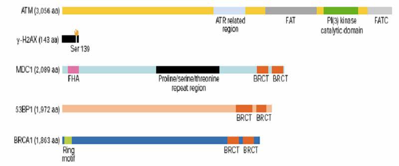 대표적 DDRF 의 domain structure. MDC1, 53BP1, BRCA1 은 C-terminal 에 BRCT domain을