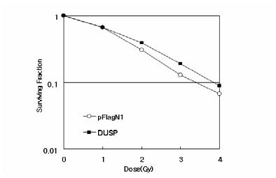 세포의 방사선 조사 후 DUSP 의 역할 DUSP 의 과발현이 세포의 생존율을 증가시키는 것을 나타냄.