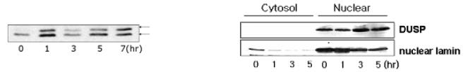 DUSP 단백질의 mobility (left) 와 nuclear localization by cell fractionation experiment (middle).