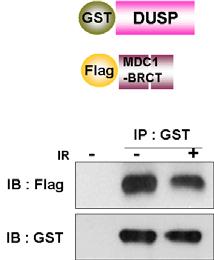 MDC1 과 DUSP 의 결합 및 분리. Immunoprecipitation 결과.