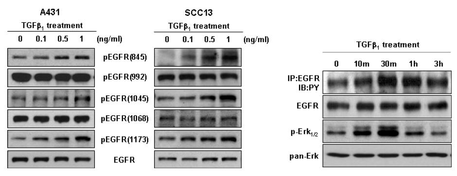 피부 상피암 세포주에서 TGF-beta 처리에 의한 EGFR/ERK 활성화