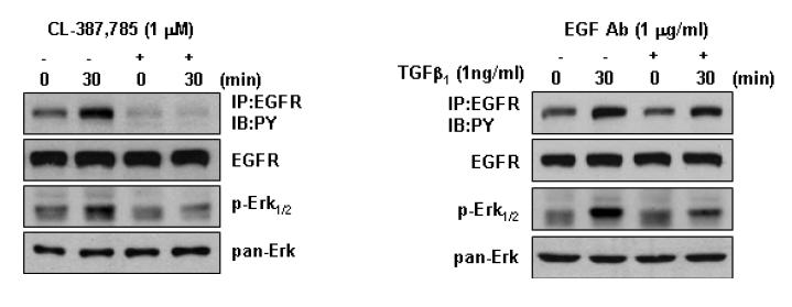 EFGR 활성 저해제에 의한 TGF-beta 효과 저해와 EGF 기능 저해 항체에 의한 효과 (TGF-beta 기능과 무관)