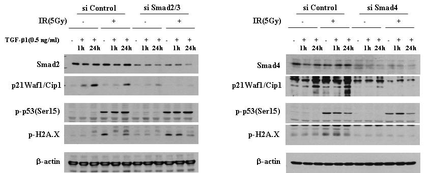 A431에서 siSmad2/3 및 siSmad4에 의한 DNA 손상 및 복구에 관여하는 단백질들의 활성화의 변화.