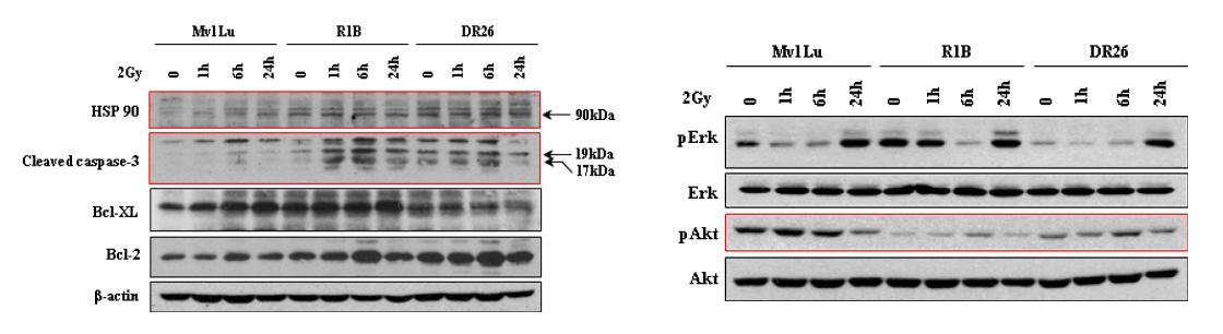 Mv1Lu, R1B, DR26 세포에서의 방사선에 의한 단백질 변화 비교