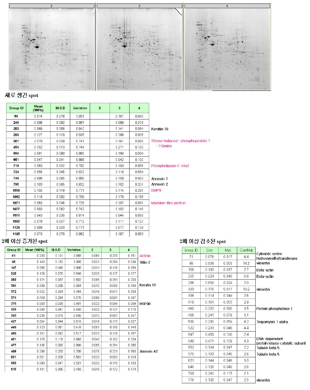 Mv1Lu, R1B, DR26 세포에서의 TGF-beta 전처리와 방사선 조사 후 mass spectrophotometer에 의한 단백질 변화 분석